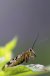 •Mouche-scorpion (Panorpa communis)